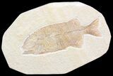 Uncommon Phareodus Fish Fossil - Visible Teeth #44535-1
